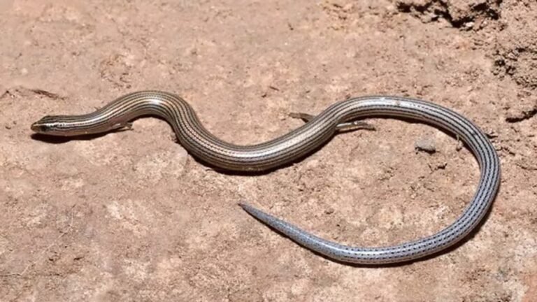 Deccan Gracile Skink