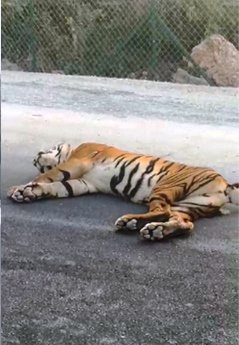 గుర్తుతెలియని వాహనం ఢీకొని పెద్దపులి మృతి