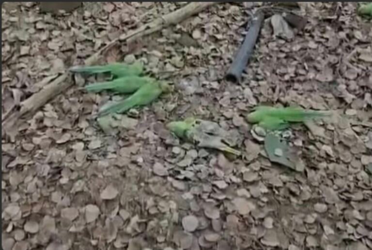 Parrots-mass-death-poisoned-seeds-postmortem-repor