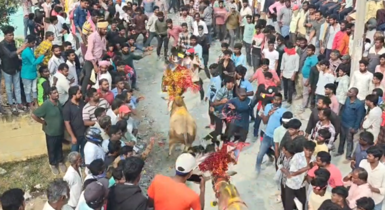 Jallykattu at Chandragiri
