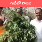 Ganja in Temple