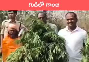 Ganja in Temple