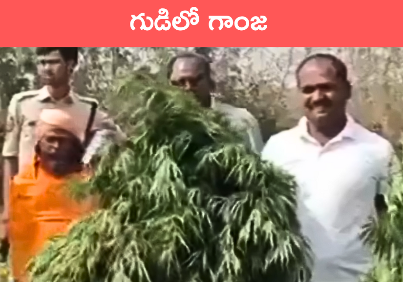 Ganja in Temple