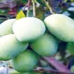 పచ్చి మామిడితో పొందే అద్భుత ఆరోగ్య ప్రయోజనాలు!