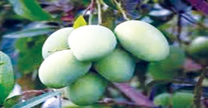 పచ్చి మామిడితో పొందే అద్భుత ఆరోగ్య ప్రయోజనాలు!