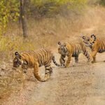 వన్యప్రాణుల రక్షణ మనందరి బాధ్యత