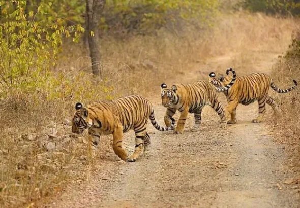 వన్యప్రాణుల రక్షణ మనందరి బాధ్యత