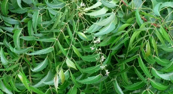 NEEM LEAVES