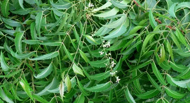NEEM LEAVES