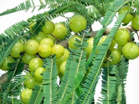 AMLA