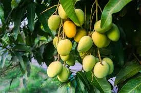 MANGOES